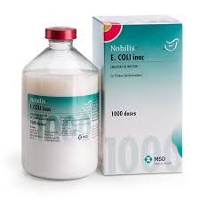 Нобилис E.Coli inac