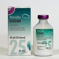 Porcilis Glasser